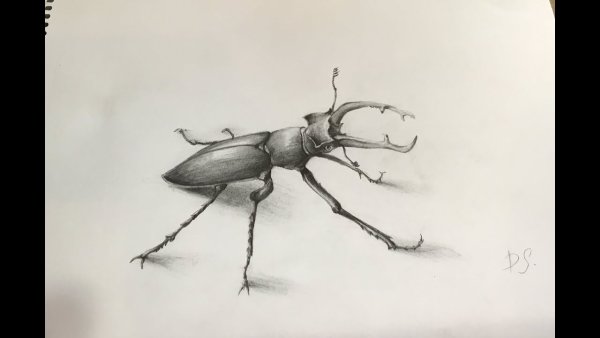 Жук олень рисунок карандашом
