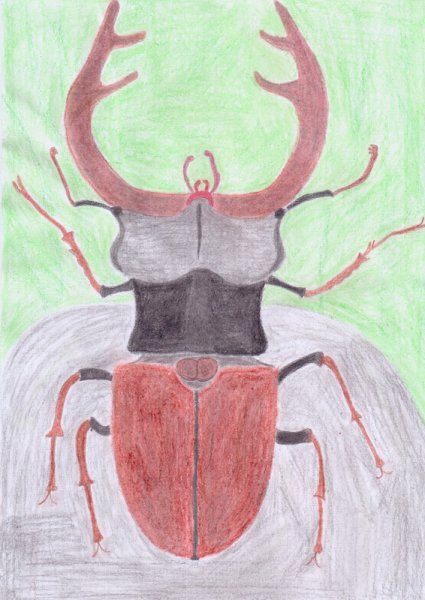 Жук олень рисунок
