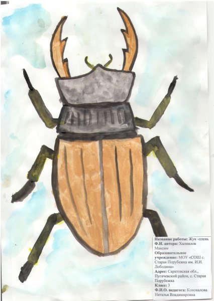 Жук олень рисунок для детей