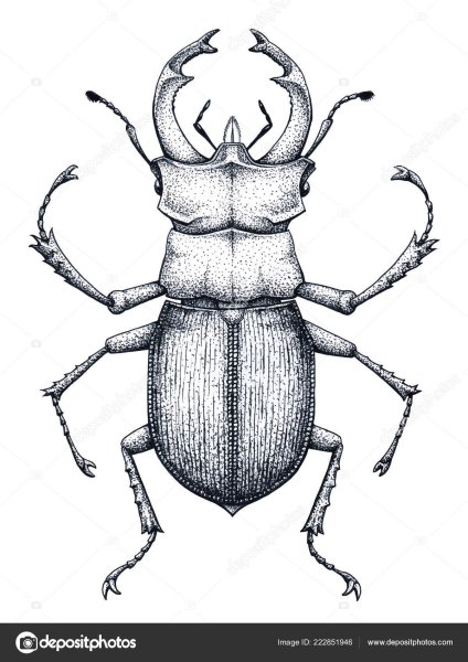 Жук Рогач тату