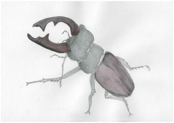 Жук олень рисунок