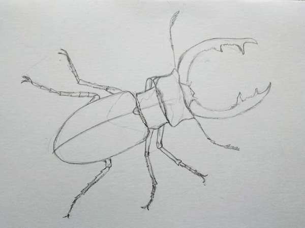 Жук олень рисунок