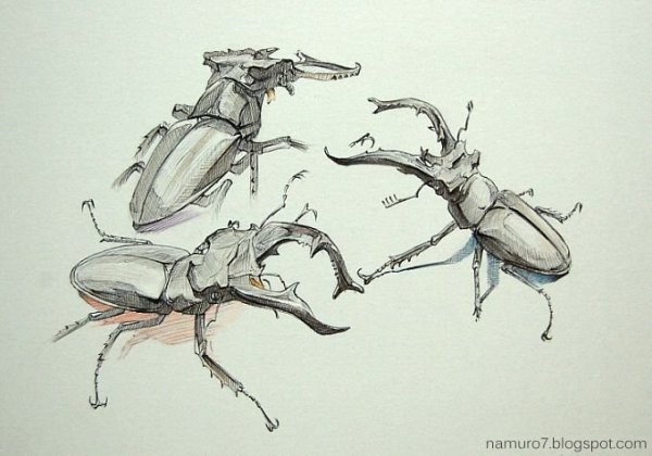 Жук Рогач набросок