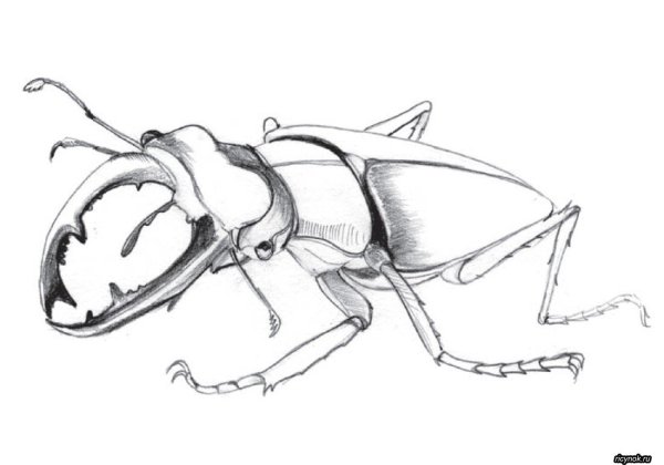 Жук Рогач нарисовать