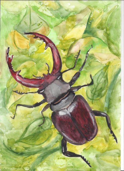 Жук олень рисунок