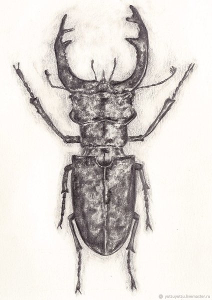 Жук олень