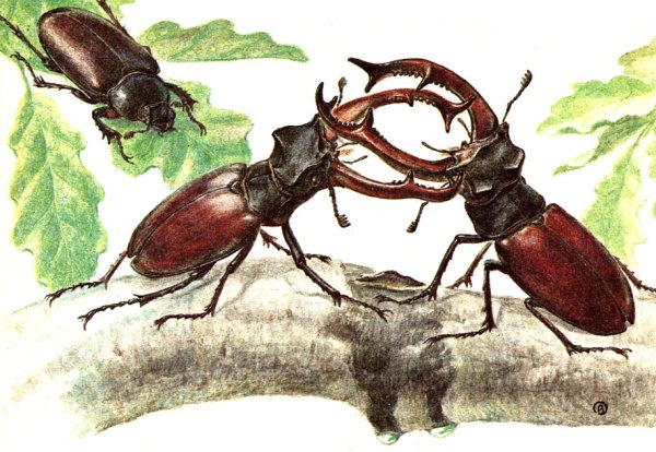 Жук-олень Саратовской области Хвалынский