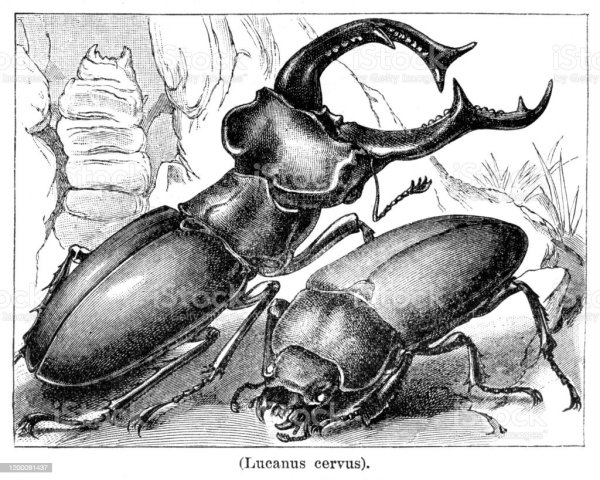 Цикл развития жука оленя