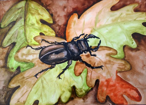 Жук олень Дюрер