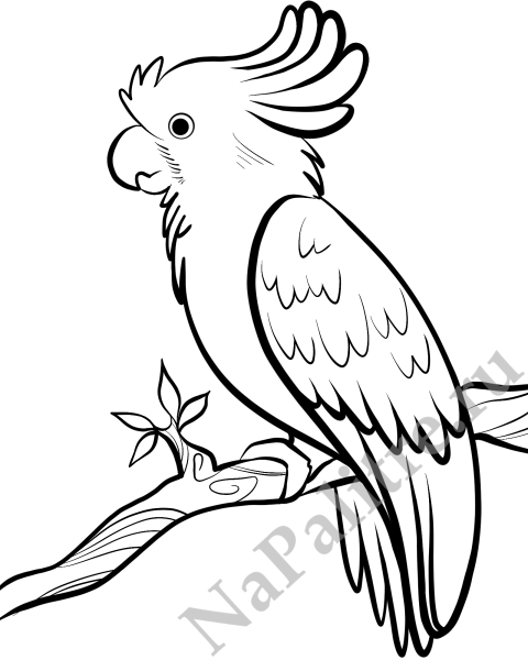 Попугай рисунок карандашом для срисовки