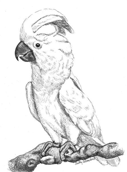 Попугай карандашом