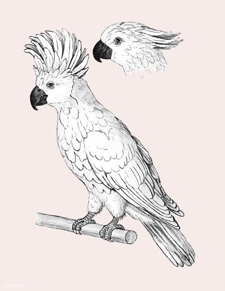Какаду карандашом
