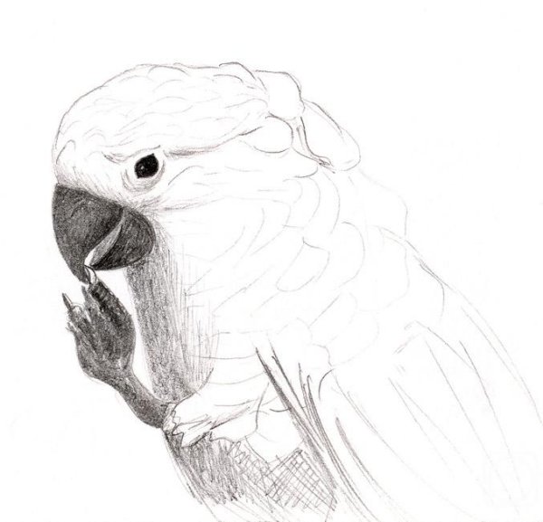 Попугай карандашом