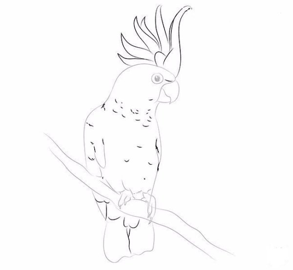 Попугай корелла рисунок карандашом поэтапно