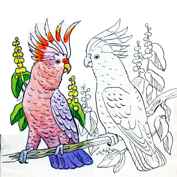 Раскраска попугай Какаду