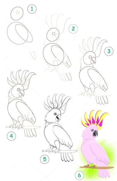 Попугай рисунок для детей легкий