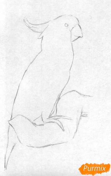 Лёгкие рисунки попугая