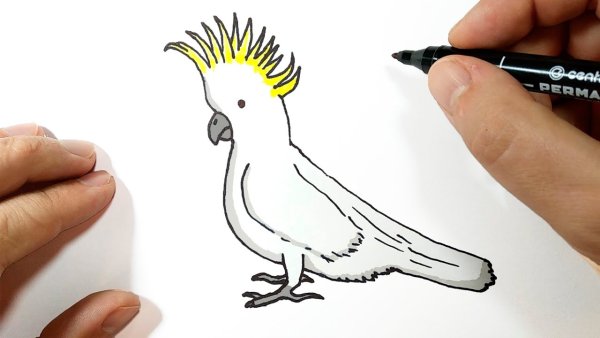 Попугай для срисовки