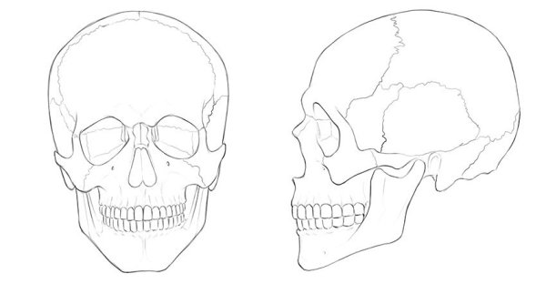 Череп анатомия без надписей