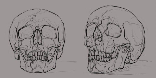 Череп анатомия референс
