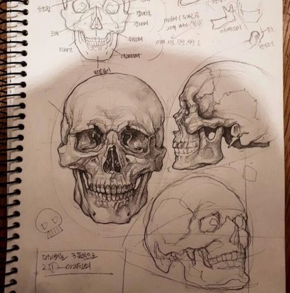 Анатомические зарисовки черепа