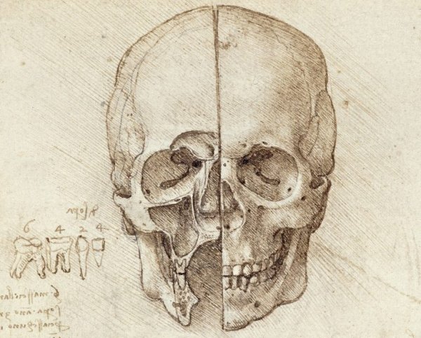 Череп человека анфас и профиль