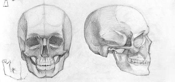 Череп человека для рисования