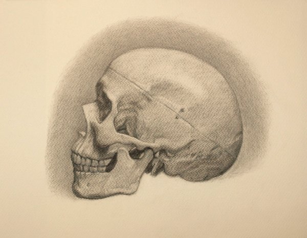 Череп сбоку анатомия раскраска