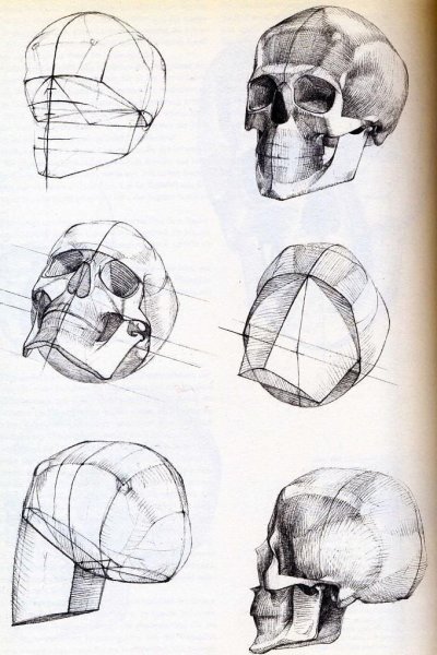 Пропорции черепа сбоку