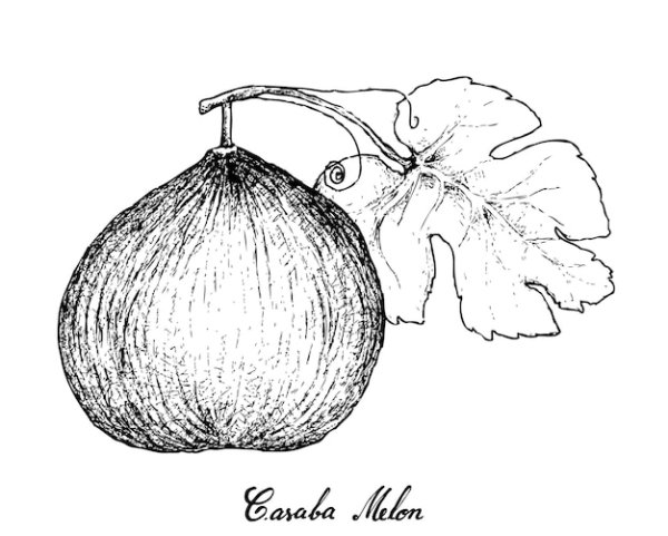 Дыня Кассаба на белом фоне