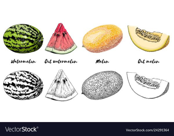 Арбузы и дыни Рисованные