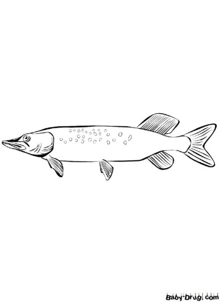 Щука раскраска для детей