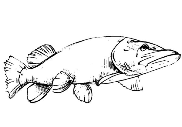 Щука раскраска для детей