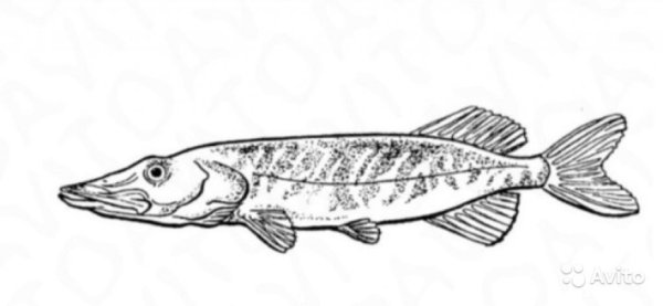 Рисунок щуки простым карандашом