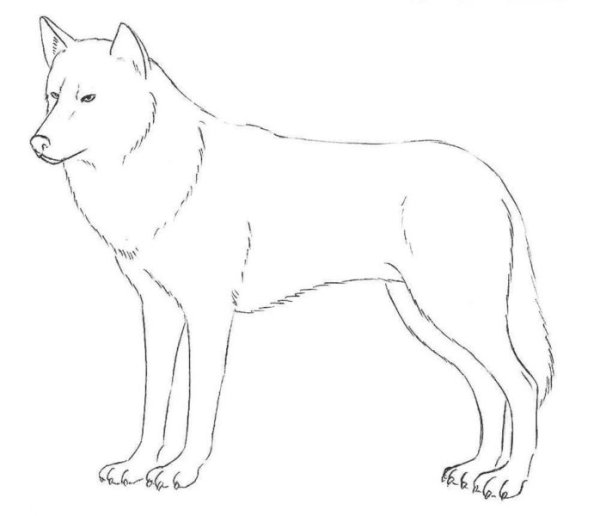 Поэтапное рисование волка