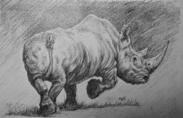Носорог рисунок карандашом