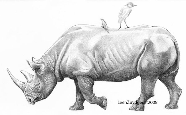 Носорог карандашом