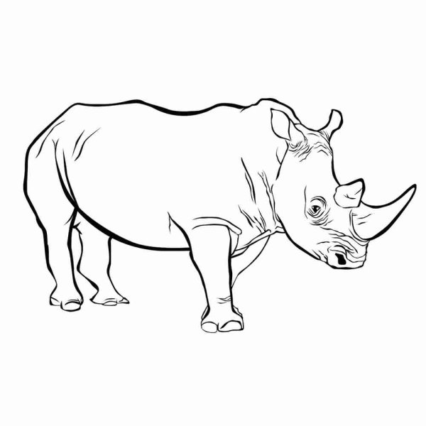 Уроки рисования для малышей 2 лет носорог