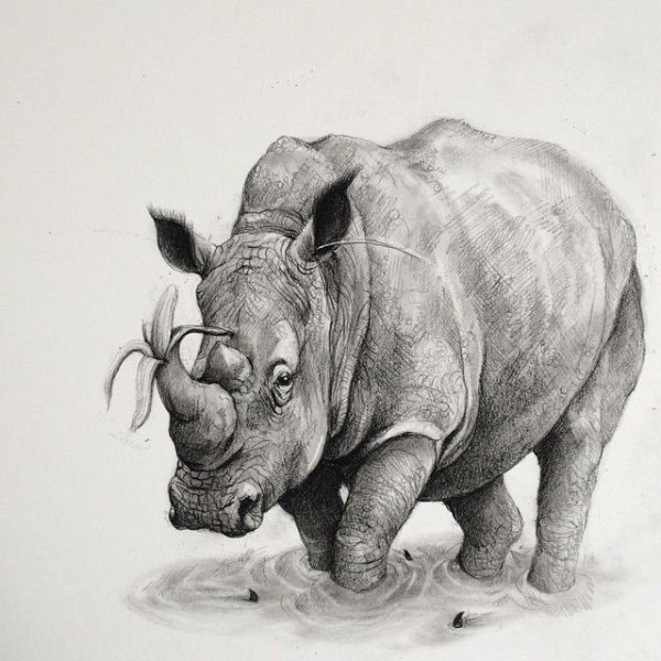 Злой носорог раскраска