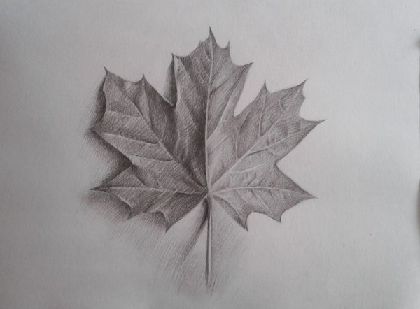 Кленовый лист карандашом