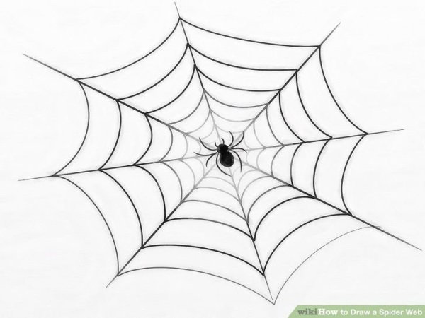 Паутина симметрия