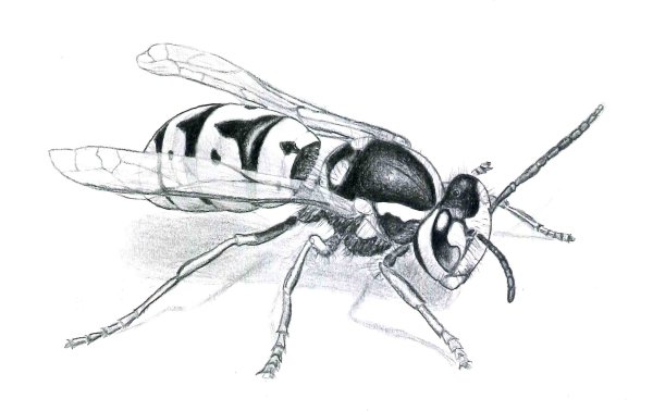 Оса раскраска для детей