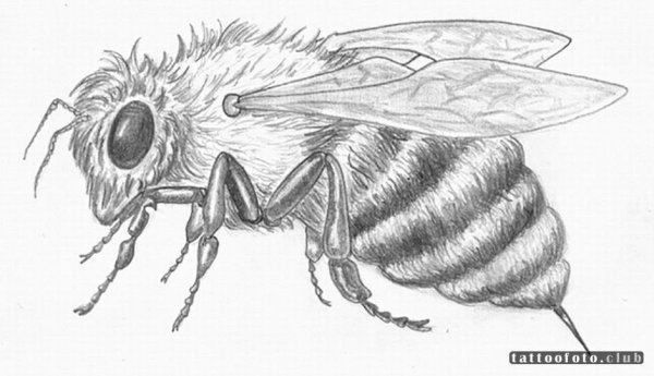 Пчела рисунок