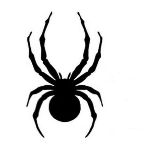 Паук черно белый