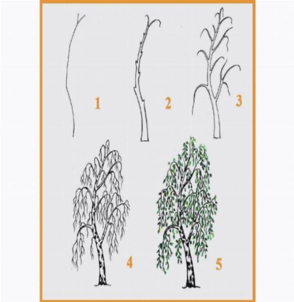 Срисовка "юерёза дерево береза