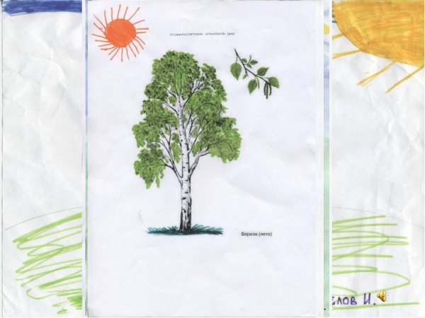 Как рисовать березу