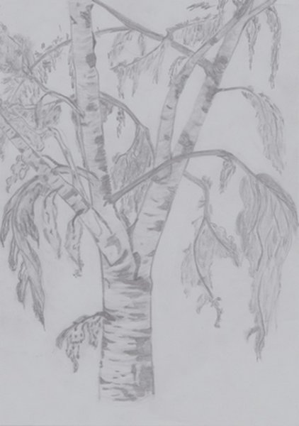 Поэтапное рисование березы карандашом