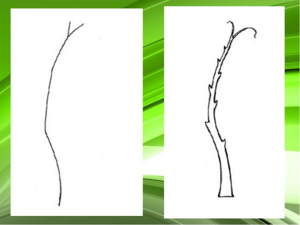 Последовательное рисование березы
