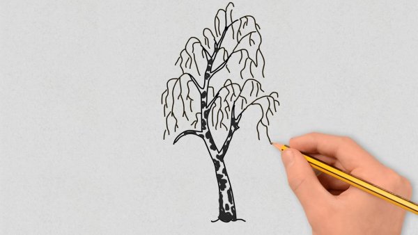 Дерево береза рисунок карандашом
