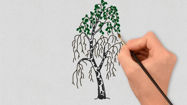 Рисование березы